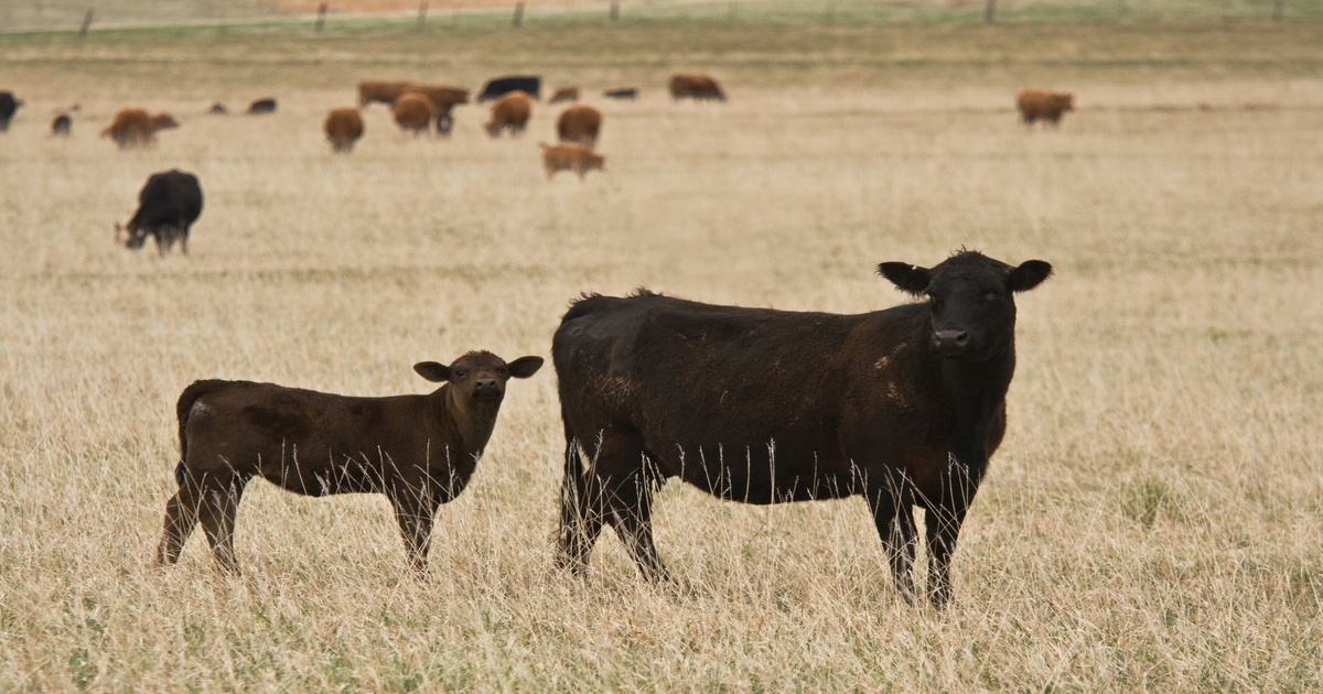 Nebraska Beef Summit set for November 9
