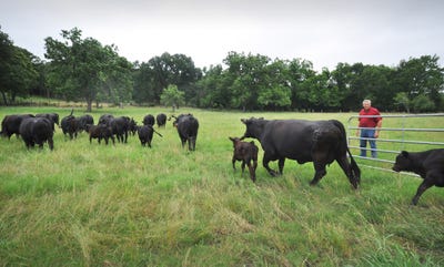 focusing on soil health to improve pasture quality