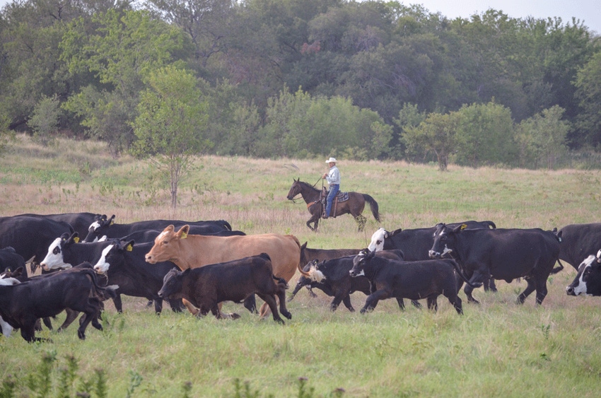 Better water, better beef and better beer?