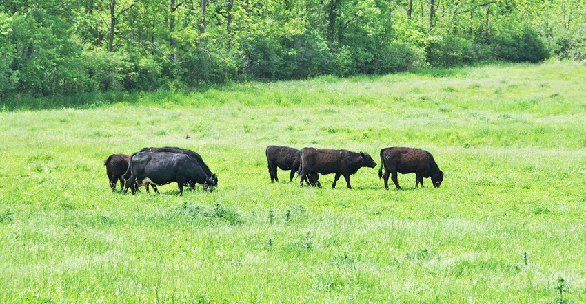 several black cattle grazing in field