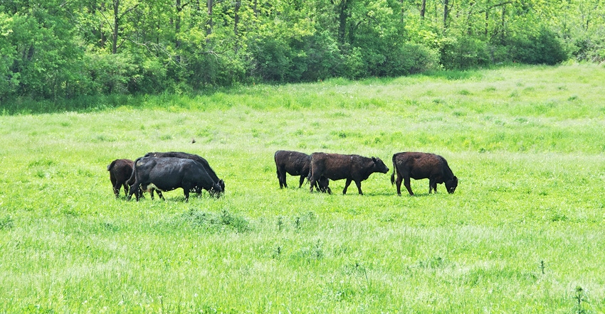 several black cattle grazing in field several black cattle grazing in field