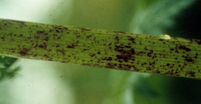 stem of poison hemlock