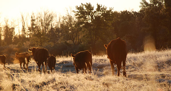Cows on frost covered pasture