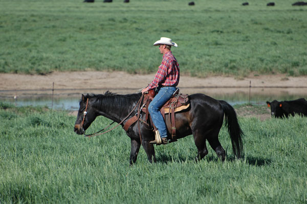 Cowboy working