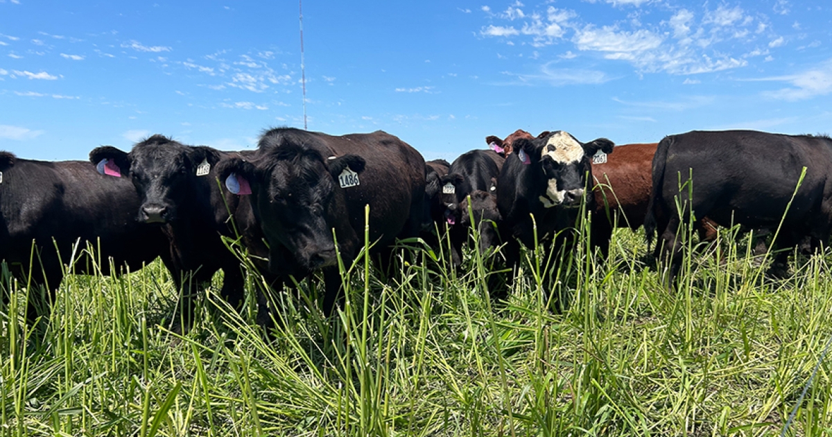 March webinar series to focus on cow feeding fundamentals