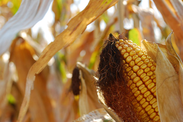 Corn or cattle? Neither look good, but at least corn farmers know why