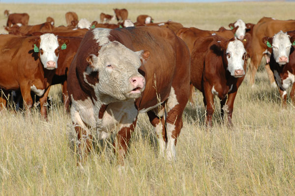 USMARC releases 2017 across-breed EPD tables USMARC releases 2017 across-breed EPD tables