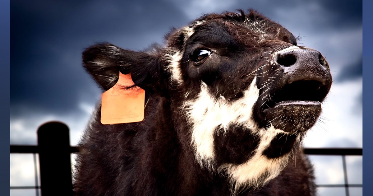 Nervous cattle markets struggle with market fundamentals