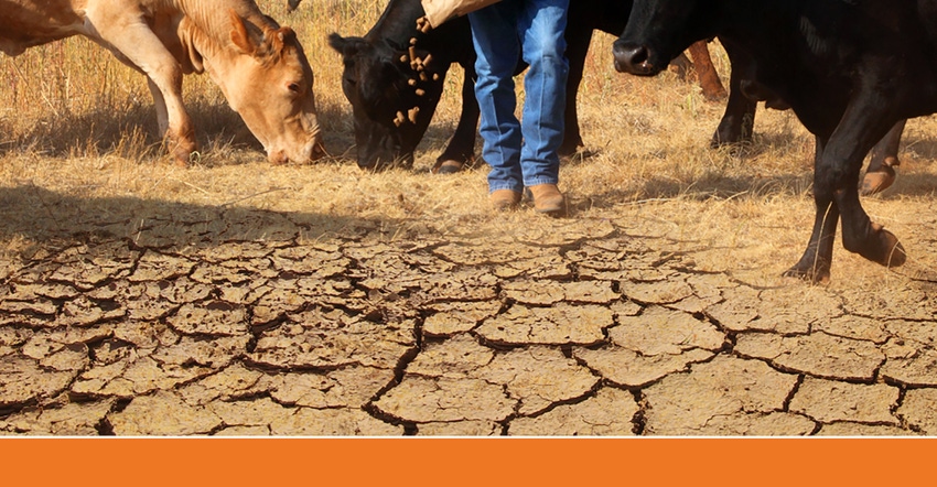 Plan now for nutritional needs during drought