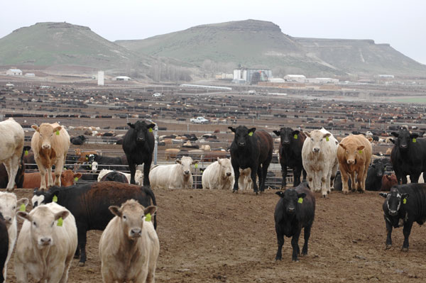 fed cattle