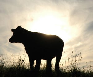 Burke Teichert shares the secrets of a profitable cow