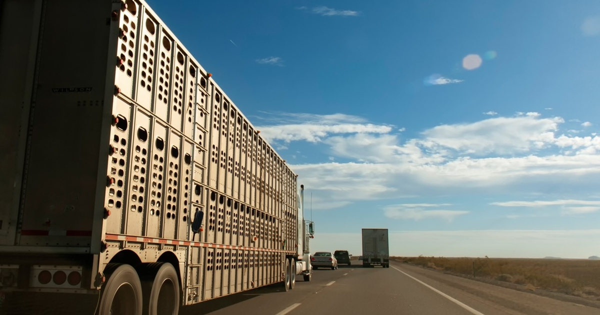 Bipartisan bill seeks regulatory relief for livestock haulers