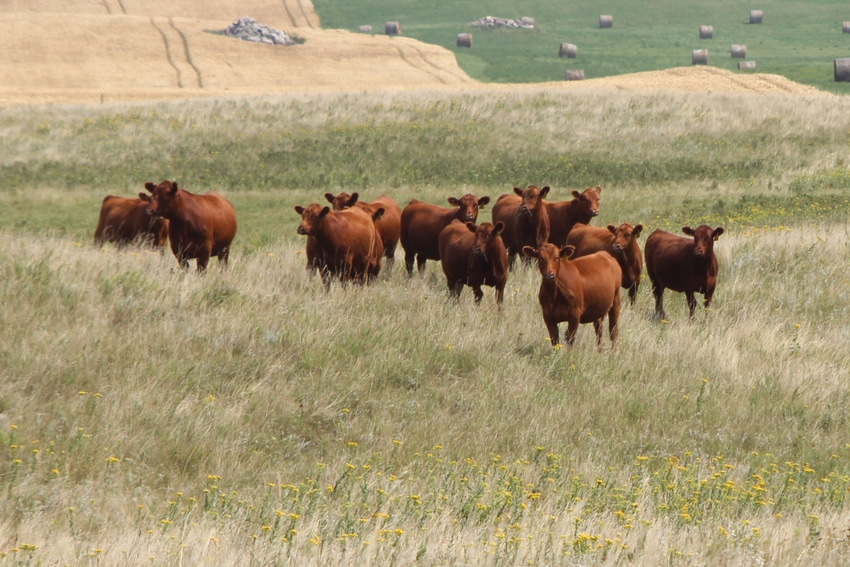 Red Angus Yearling Heifers