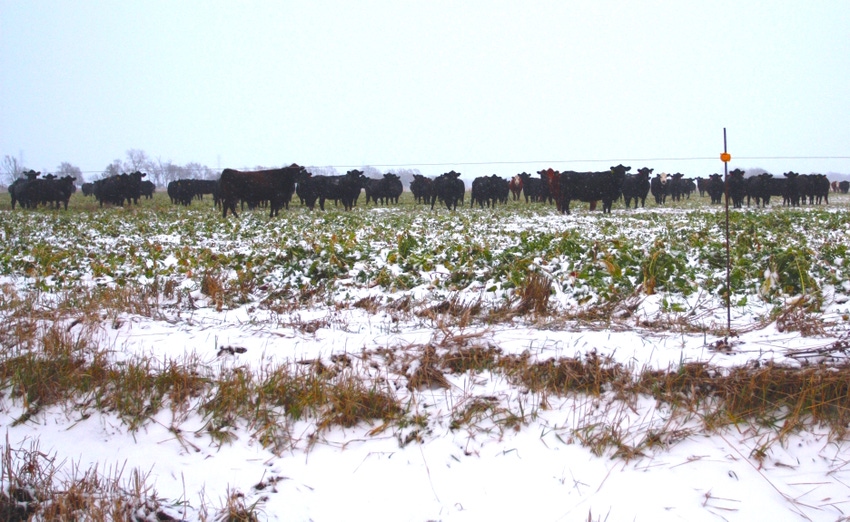 Factor in wind chill when determining cows’ energy needs