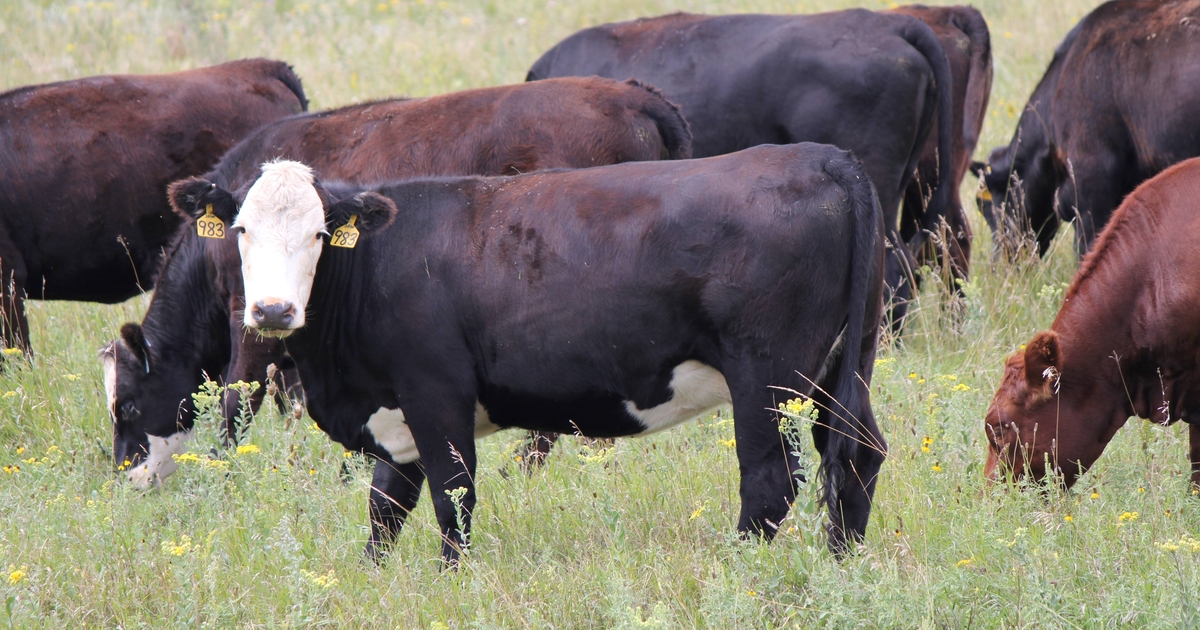 Supplementation methods to stretch restricted pasture sources