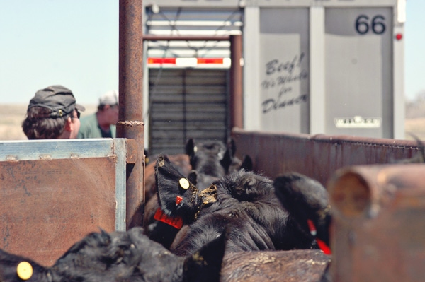 Cattle prices barrel lower