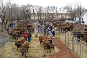 Seedstock bull sale