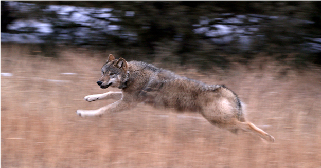 Colorado Parks and Wildlife confirms first wolf-livestock depredation