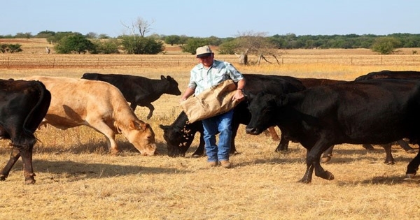 Supplementing stocker cattle during grazing can improve production efficiency