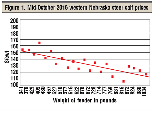 mid-October November steer prices