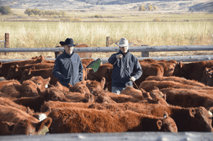 How to set up an equitable cow lease arrangement