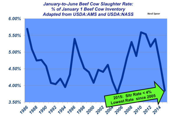 january to june cow slaughter rates