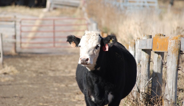 Rabobank report: Confinement or semi-confinement cow-calf production is feasible Rabobank report: Confinement or semi-confinement cow-calf production is feasible