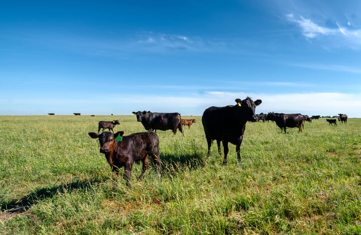 Kansas State Lifecycle Assessment demonstrates economic advantage of Charolais genetics