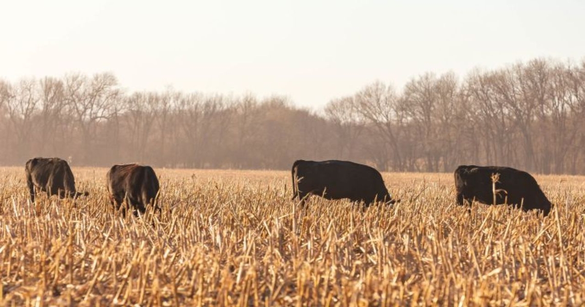 Grazing corn residue: What the research says about soil health