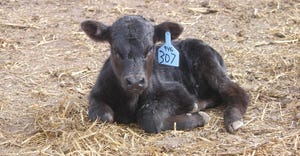 calf laying on the ground