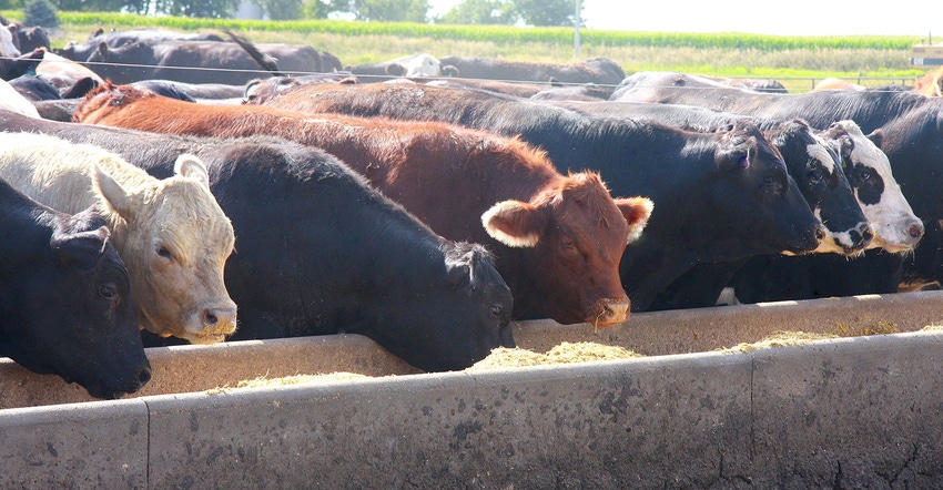 The morning sun illuminates these cattle in a feedlot in western Iowa on a summer day. 