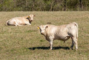 KSU charolais bulls.jpg