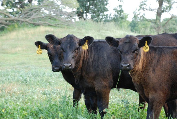 Trending Headlines: How to improve returns on your calves; PLUS: Dealing with environmental idiots Trending Headlines: How to improve returns on your calves; PLUS: Dealing with environmental idiots