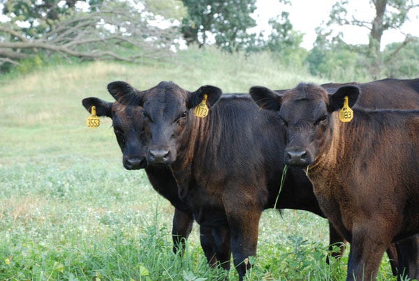 Trending Headlines: How to improve returns on your calves; PLUS: Dealing with environmental idiots