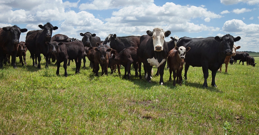 Help calves down a productive path Help calves down a productive path