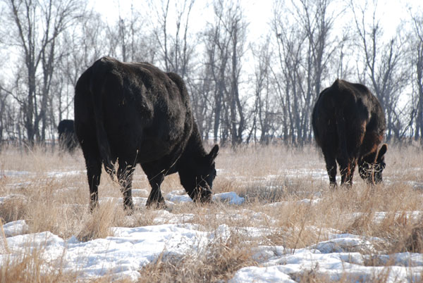 6 steps to low-input cow herd feeding