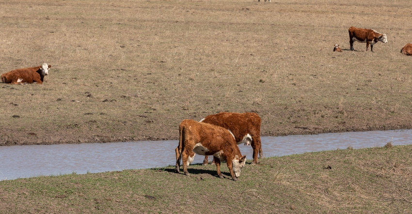 Beef cattle in drought stricken field