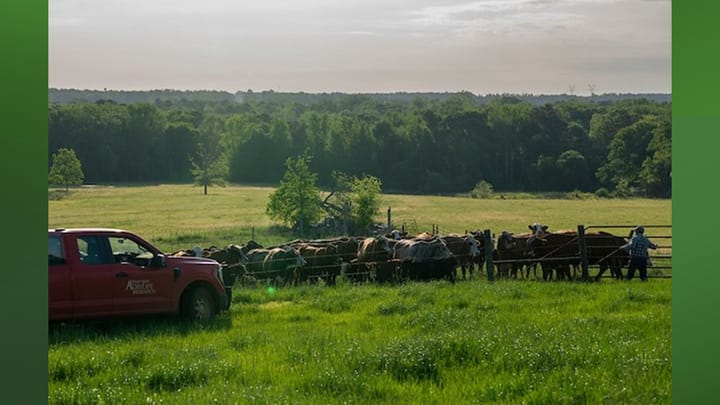 Texas A&M rebrands cattle nutrition diagnostics lab