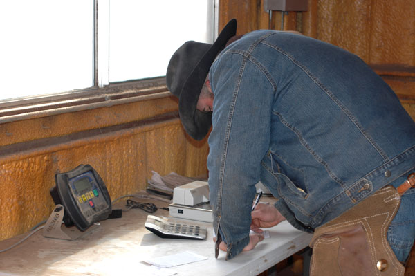 cowboy-weighing-cattle-BRTejasFeeders048_0.jpg