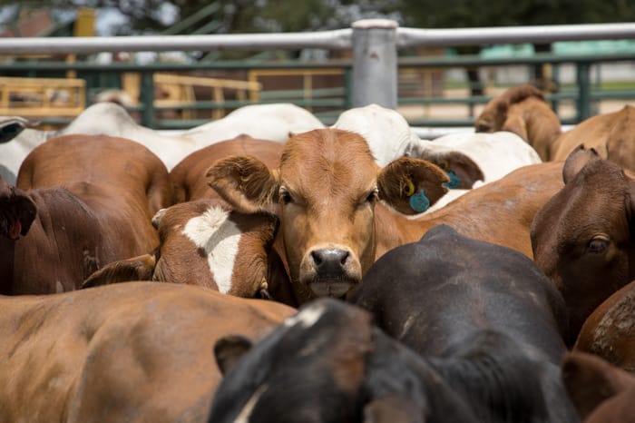 Bell Ranch Nm New Mexico’s Iconic Bell Ranch Changes Hands