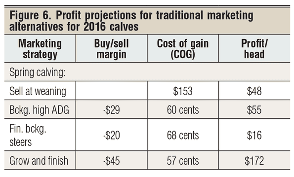 profit projections for 2016 beef calves
