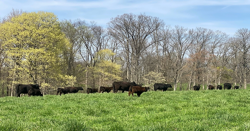 Grasslands Partnership invites southern Indiana producers to participate in farm-based project