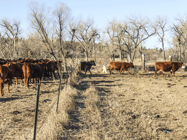 ranchers user mr. slow sign to herd cattle