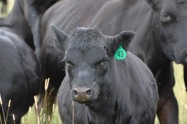 Oldies but goodies were the most popular BEEF magazine reads in 2014
