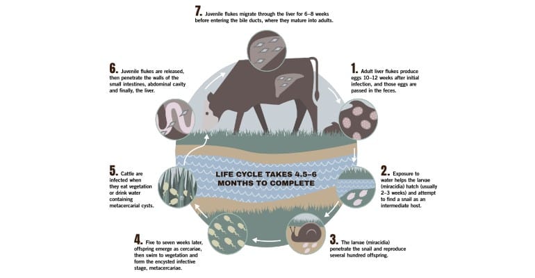 Managing liver flukes takes a specialized deworming approach