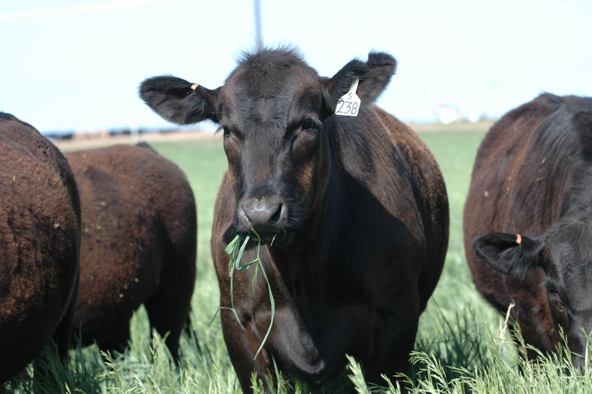 Food plots aren’t just for wildlife Food plots aren’t just for wildlife