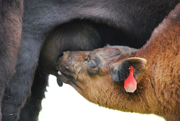 Dealing with calf dehydration issues Dealing with calf dehydration issues