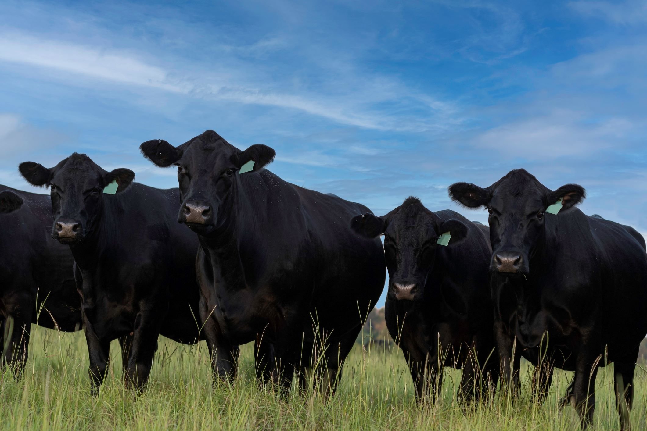 Native warm-season grasses help feed livestock through drought - Vimarsana News