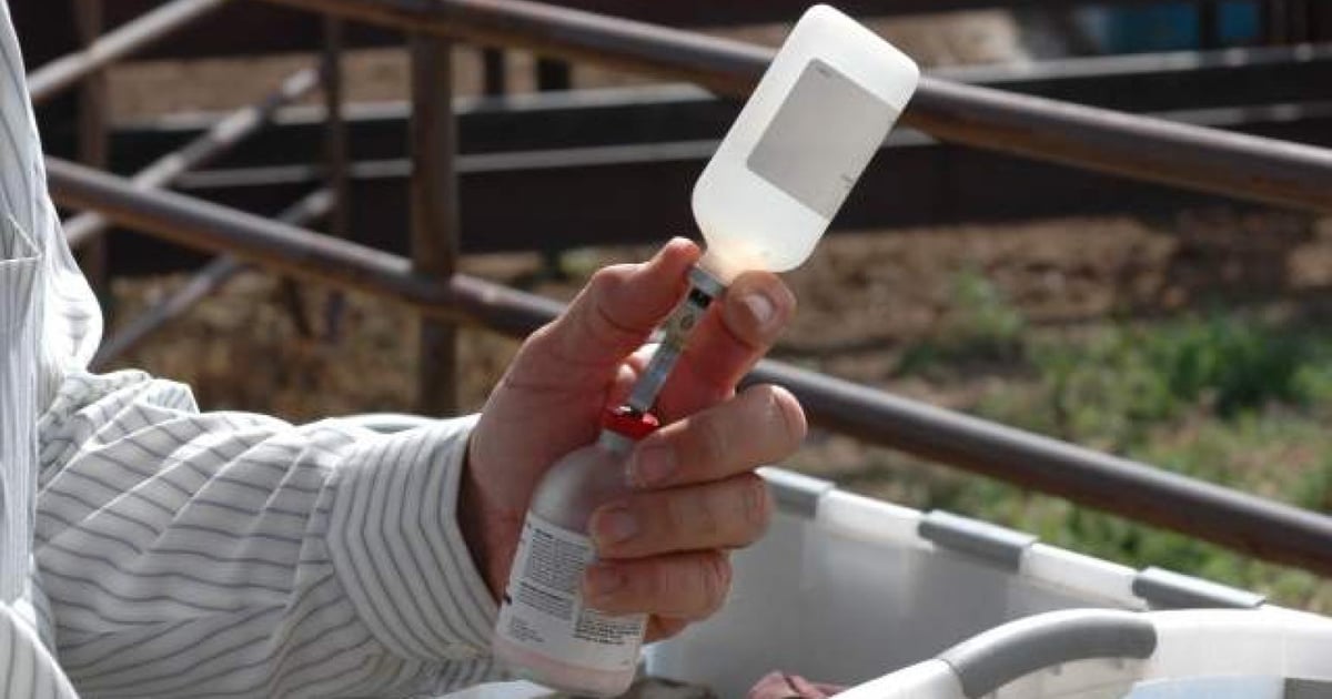 10 vaccination tips as ranchers prepare to work calves
