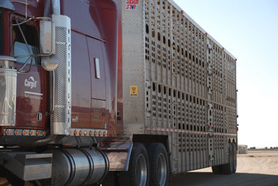 Cattle Transport Training & Certification